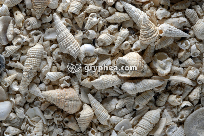 Falun à Cérithes (Stampien) - gryphea.com